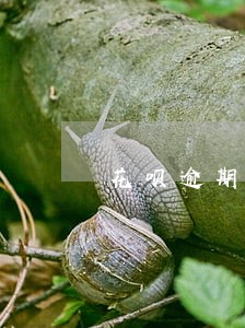 花呗逾期一次还清 花呗逾期一次还清
