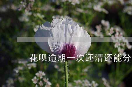 花呗逾期一次还清还能分期吗