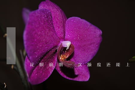 花呗逾期一次额度还能上升吗 花呗逾期一次额度还能上升吗