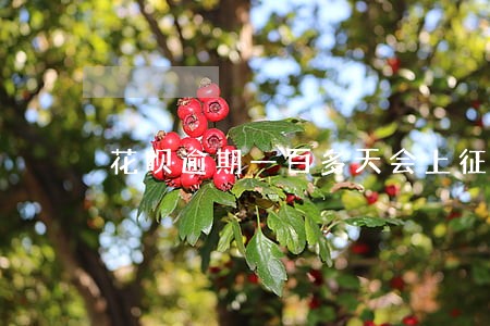 花呗逾期一百多天会上征信吗 花呗逾期一百多天会上征信吗