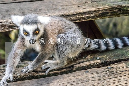 花呗逾期一直打电话 花呗逾期一直打电话