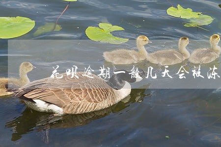 花呗逾期一般几天会被冻结 花呗逾期一般几天会被冻结