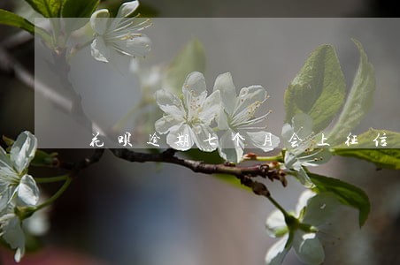 花呗逾期七个月会上征信吗 花呗逾期七个月会上征信吗
