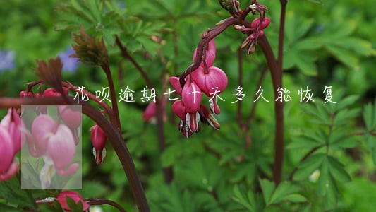 花呗逾期七十天多久能恢复 花呗逾期七十天多久能恢复