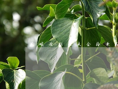 花呗逾期七天会给亲人打电话 花呗逾期七天会给亲人打电话