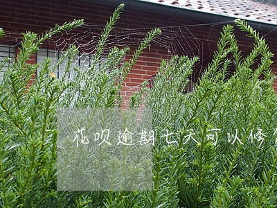 花呗逾期七天可以修复吗 花呗逾期七天可以修复吗