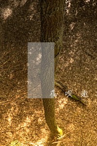 花呗逾期七天后有多少手续费 花呗逾期七天后有多少手续费
