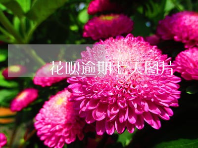花呗逾期七天图片 花呗逾期七天图片
