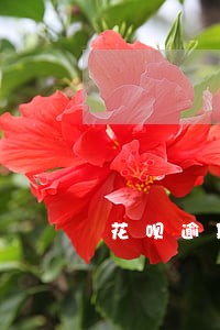 花呗逾期七天打电话