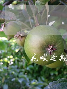 花呗逾期七天的危害 花呗逾期七天的危害