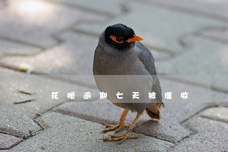 花呗逾期七天被催收 花呗逾期七天被催收