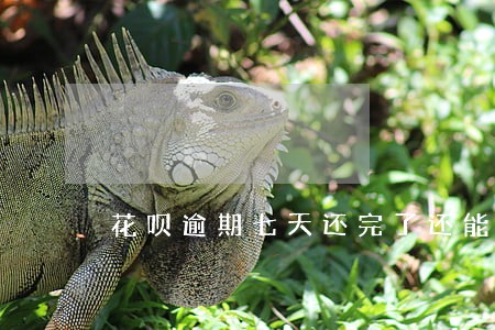 花呗逾期七天还完了还能用吗 花呗逾期七天还完了还能用吗