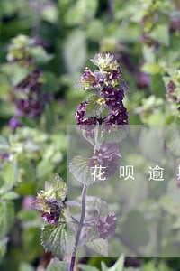 花呗逾期七天还清无法使用 花呗逾期七天还清无法使用