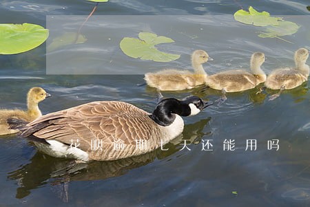 花呗逾期七天还能用吗 花呗逾期七天还能用吗