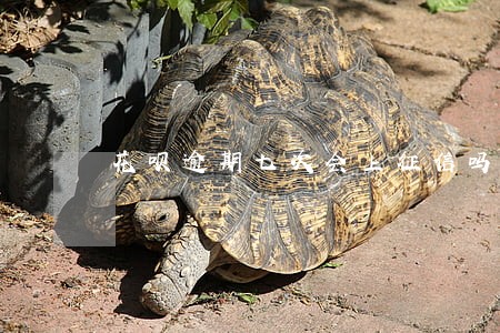 花呗逾期七次会上征信吗 花呗逾期七次会上征信吗