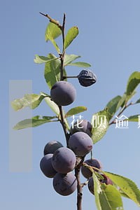 花呗逾期七百元两个星期 花呗逾期七百元两个星期