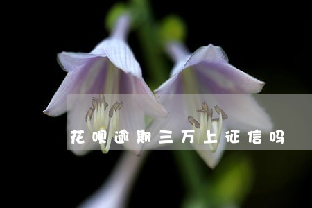 花呗逾期三万上征信吗 花呗逾期三万上征信吗