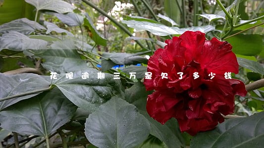 花呗逾期三万是欠了多少钱