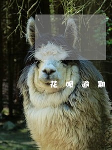 花呗逾期三个多月还清了 花呗逾期三个多月还清了