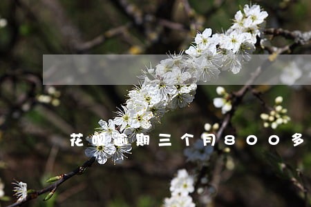 花呗逾期三个月800多