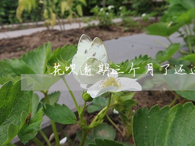 花呗逾期三个月了还进去了 花呗逾期三个月了还进去了