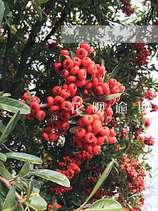 花呗逾期三个月今天还了200 花呗逾期三个月今天还了200