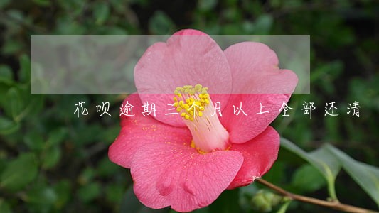 花呗逾期三个月以上全部还清 花呗逾期三个月以上全部还清