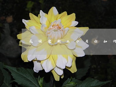 花呗逾期三个月会如何 花呗逾期三个月会如何