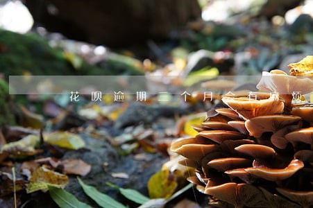 花呗逾期三个月会有麻烦吗 花呗逾期三个月会有麻烦吗