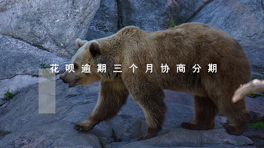 花呗逾期三个月协商分期 花呗逾期三个月协商分期