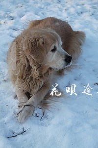 花呗逾期三个月发来律师函怎么办