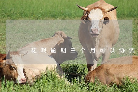 花呗逾期三个月可以协调吗 花呗逾期三个月可以协调吗