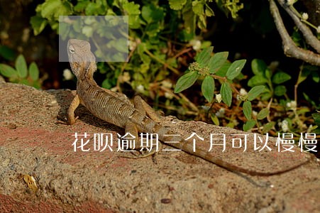 花呗逾期三个月可以慢慢还么 花呗逾期三个月可以慢慢还么