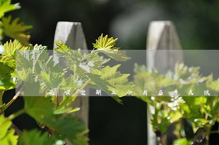花呗逾期三个月后多久恢复正常