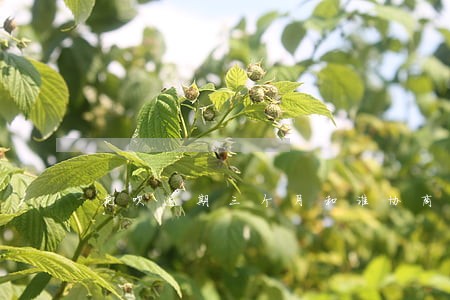 花呗逾期三个月和谁协商 花呗逾期三个月和谁协商