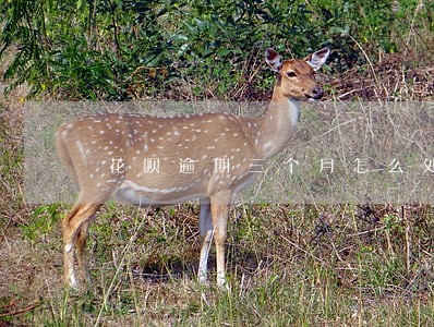 花呗逾期三个月怎么处理 花呗逾期三个月怎么处理