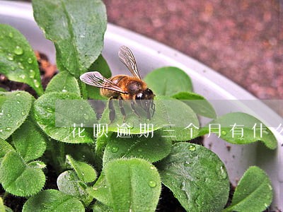 花呗逾期三个月有什么影响 花呗逾期三个月有什么影响