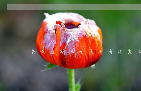 花呗逾期三个月没有还怎么办