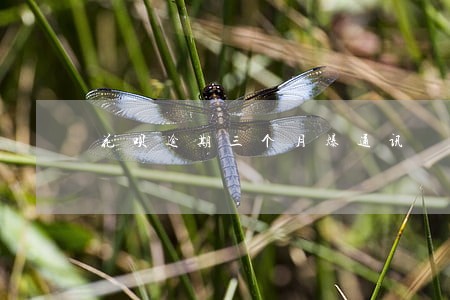 花呗逾期三个月爆通讯 花呗逾期三个月爆通讯