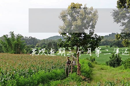 花呗逾期三个月第二年还能使用吗