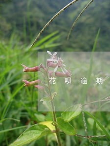 花呗逾期三个月罚息 花呗逾期三个月罚息