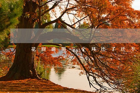 花呗逾期三个月还了还不能用 花呗逾期三个月还了还不能用