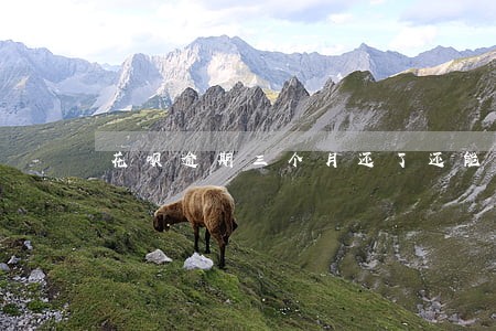 花呗逾期三个月还了还能用吗 花呗逾期三个月还了还能用吗