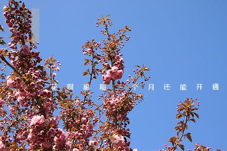 花呗逾期三个月还能开通么 花呗逾期三个月还能开通么