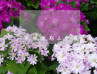 花呗逾期三个月还能开通吗 花呗逾期三个月还能开通吗