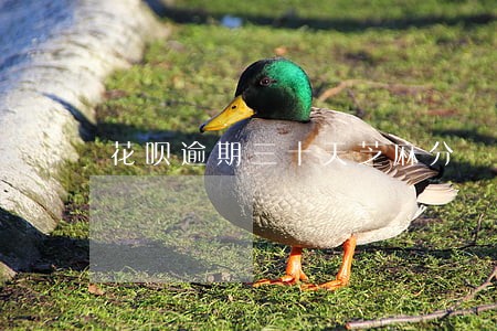花呗逾期三十天芝麻分 花呗逾期三十天芝麻分