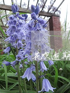 花呗逾期三天4扣钱吗6 花呗逾期三天4扣钱吗6