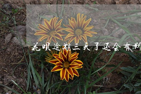 花呗逾期三天了还会有影响吗 花呗逾期三天了还会有影响吗