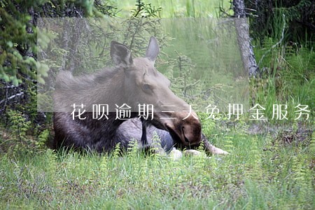 花呗逾期三天免押金服务用不了 花呗逾期三天免押金服务用不了