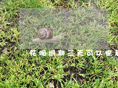 花呗逾期三天可以恢复使用吗 花呗逾期三天可以恢复使用吗